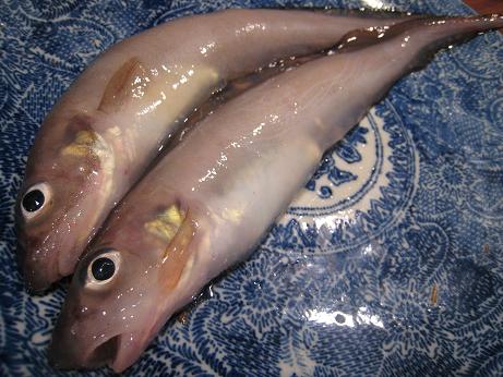 キモイ 深海 魚 見た目はグロいけど実は美味しい深海魚７選